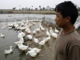 В Китае подтвержден четвертый случай заражения человека птичьим гриппом