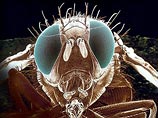 Ученые: террористы могут начать использовать в своих целях боевых жуков и смертоносных блох