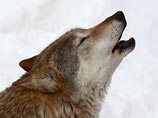 В Пермском крае объявлена охота на волка-людоеда