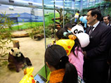 Панды, подаренные Китаем Тайваню, собрали в зоопарке огромную очередь