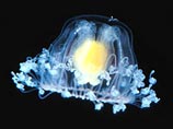 Единственное бессмертное существо на земле - медуза

