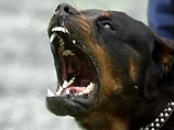 В Новосибирской области бойцовая собака расправилась с хозяином, откусив ему голову