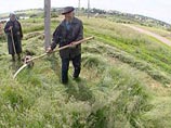 Цена тюкуемой соломы под Киевом сейчас составляет 200-250 гривен (25-30 долларов) за тонну, но есть и дешевле Цена тюкуемой соломы под Киевом сейчас составляет 200-250 гривен (25-30 долларов) за тонну, но есть и дешевле