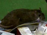 В Серпухове крыса напала на двух девочек в детской городской больнице В Серпухове крыса напала на двух девочек в детской городской больнице