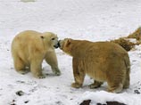 Русский медведь Распутин покорил звезду Нюрнбергского зоопарка, но их хотят разлучить