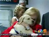 Американская пара заплатила 100 тысяч долларов за клонирование любимого пса
Американская пара заплатила 100 тысяч долларов за клонирование любимого пса