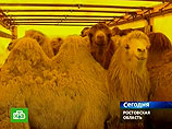 Российским верблюдам, которых пятый день держат на украинской таможне, придумали другой маршрут Российским верблюдам, которых пятый день держат на украинской таможне, придумали другой маршрут
