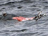 Судно экологов организации Sea Shepherd столкнулось с японским китобоем