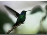 На западе Гондураса местные и американские ученые обнаружили уникальный вид колибри