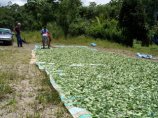 Боливия требует от США и Европы помощи в борьбе с наркотиками. Моралес едет за этим же в Россию Боливия требует от США и Европы помощи в борьбе с наркотиками. Моралес едет за этим же в Россию