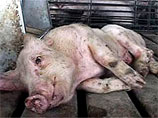 На Ставрополье закончили рассматривать дело колхозников, допустивших вспышку африканской чумы свиней