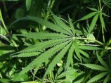 Полиция Марокко конфисковала рекордную партию наркотиков - две тонны марихуаны