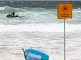 Акулы продолжают терроризировать Сидней: власти ищут способы защиты людей