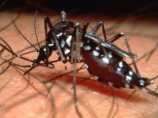 В Боливии лихорадкой денге инфицированы 20 тыс. жителей: объявлена "санитарная тревога"