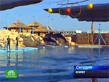 Египетский рейдер из Шарм-эш-Шейха украл трех российских дельфинов
