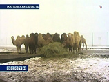 Трудности перевода: румынские пограничники не впускают в страну грузовик с верблюдами из Молдавии
