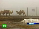 Измученные калмыцкие верблюды, застревавшие на двух границах, наконец добрались до Болгарии
