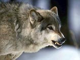 В Башкирии волк напал на фермеров и убил одного: это первый подобный случай в республике 