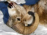 WWF: СКП не решается возбуждать дело о браконьерстве VIP-чиновников на Алтае
