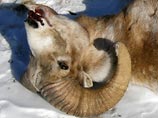 WWF: СКП не решается возбуждать дело о браконьерстве VIP-чиновников на Алтае WWF: СКП не решается возбуждать дело о браконьерстве VIP-чиновников на Алтае