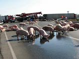 Свиньи, сбежавшие из потерпевшего аварию автопоезда, вызвали хаос на автобане в Германии