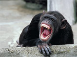 Из-за взбесившегося шимпанзе в США запретят держать приматов в качестве домашних животных
