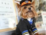 В Японии кошек и собак назначают начальниками железнодорожных станций для борьбы с кризисом