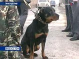 В Ингушетии во дворе помощника прокурора Назрани взорвали гранату В Ингушетии во дворе помощника прокурора Назрани взорвали гранату