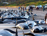 Почти 200 морских млекопитающих семейства дельфиновых (вид гринда обыкновенная) выбросились в минувшее воскресенье на берег на острове близ южного австралийского штата Тасмания