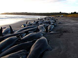 Двести дельфинов-самоубийц выбросились на побережье австралийской Тасмании