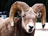 Горный баран чубуку Горный баран чубуку