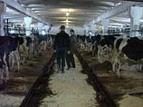 Жители городов Урала желают переждать кризис в деревнях: там хоть работа есть Жители городов Урала желают переждать кризис в деревнях: там хоть работа есть
