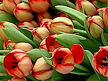 Нижегородский муфтият объявил бойкот тюльпанам из Голландии