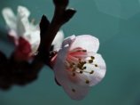 Рекордно рано начала цвести в Японии сакура, дальневосточная разновидность вишни, которая считается символом страны. Она покрылась первыми нежными цветами в городе Фукуока на острове Кюсю