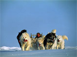 Участники "Берингии" рванули на собачьих упряжках за снегоходом