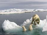 К концу XXI века вся Арктика может полностью растаять