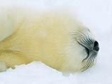 В России запрещена охота на детенышей гренландских тюленей возрастом до одного года