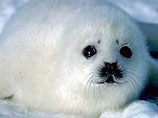 Росрыболовство подписало приказ, запрещающий охоту на детенышей гренландского тюленя возрастом до 1 года