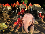 В Африке случайно обнаружен редкий розовый слон
