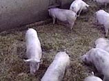 В Северной Осетии выявлен вирус африканской чумы свиней, 240 животных будут уничтожены В Северной Осетии выявлен вирус африканской чумы свиней, 240 животных будут уничтожены
