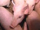 В Воронежской  области  зафиксировано заболевание сибирской язвой у свиней