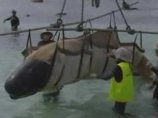 В Западной Австралии из более чем 80 выбросившихся на берег китов вернуть в море удалось лишь 11