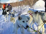 Победителю гонки на собачьих упряжках вручили снегоход Победителю гонки на собачьих упряжках вручили снегоход