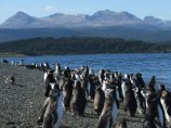 Несколько сотен мертвых пингвинов найдены в бухте на юге Чили