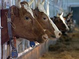 Минсельхоз обещает 300 семейных молочных ферм через 3 года Минсельхоз обещает 300 семейных молочных ферм через 3 года