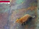 Лиса-огневка "зайцем" переплыла на судне два моря: из Камчатки во Владивосток Лиса-огневка "зайцем" переплыла на судне два моря: из Камчатки во Владивосток
