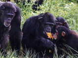 Ученые выяснили, что самцы шимпанзе делятся с самками мясом в обмен на секс: все как у людей