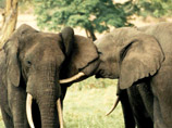 Польский политик раскритиковал познаньский зоопарк: там живет слон-гей 