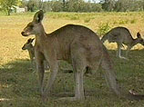Расплодившиеся кенгуру терроризируют столицу Австралии: власти планируют отстрел сумчатых 