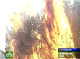 По прогнозу МЧС, ущерб от лесных пожаров в Приморье в этом году составит 1,3 млрд рублей 